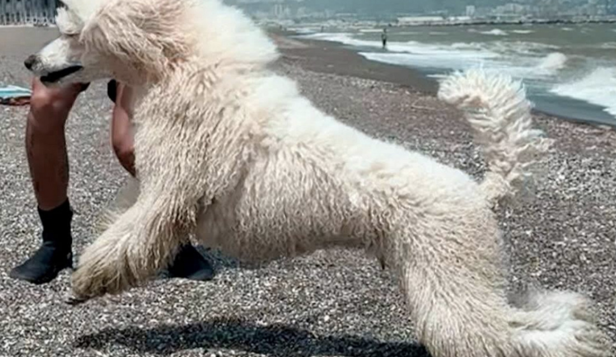 The new rescuer appeared on the beach in Andalusia