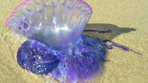 The poisonous sea inhabitants threaten vacationers in northern Spain